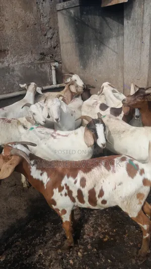 Eid Goats And Sheeps