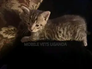 1-3 months Male Purebred Bombay