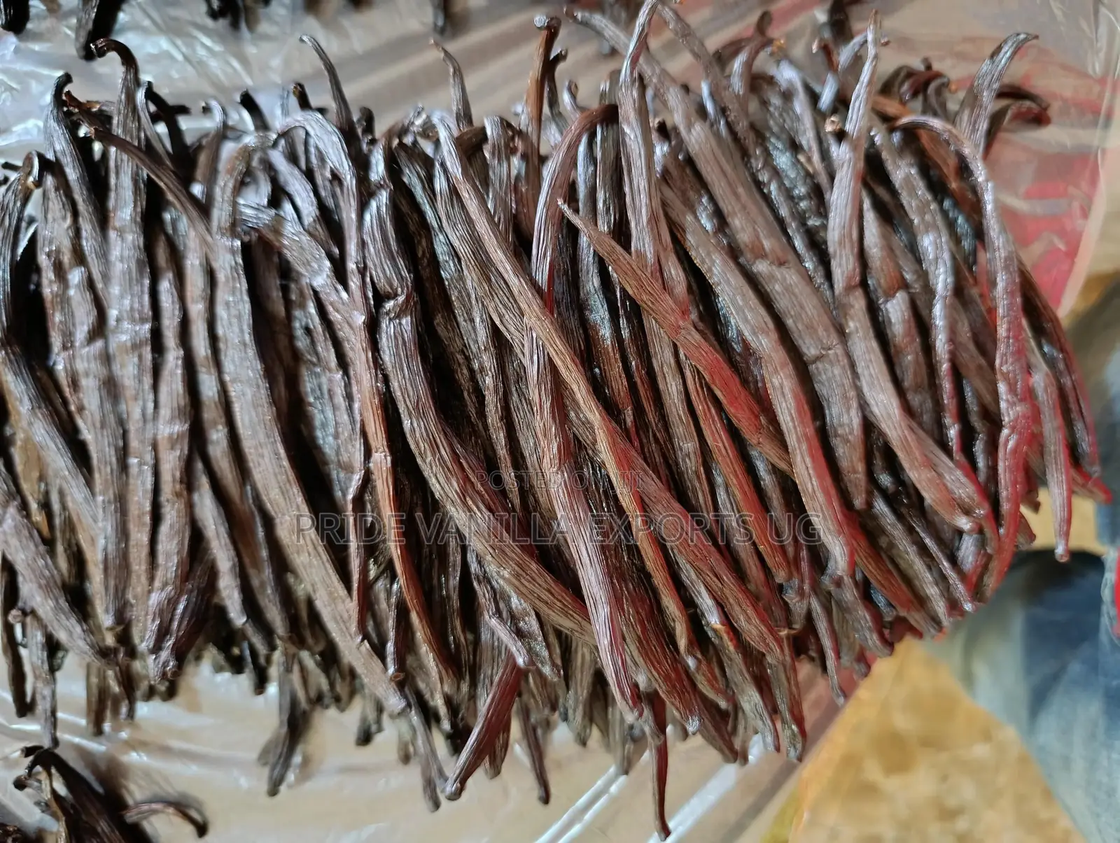 Vanilla Beans Grade B