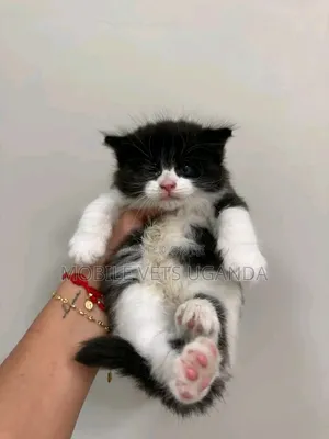 1-3 months Female Purebred American Shorthair