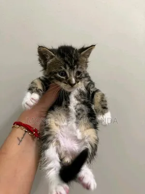 1-3 months Female Purebred Abyssinian