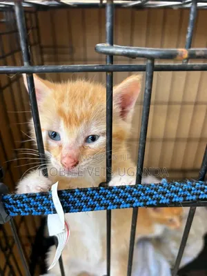 1-3 months Male Purebred Cornish Rex