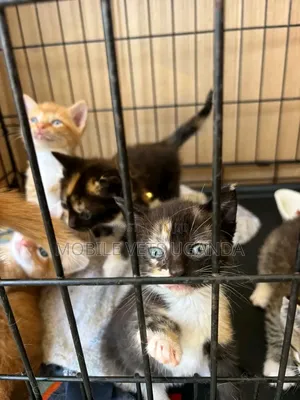 0-1 month Male Purebred Ocicat