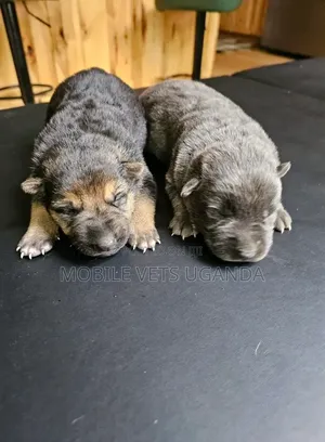 1-3 months Male Purebred German Shepherd