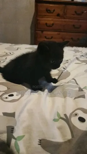 0-1 month Male Purebred Bombay