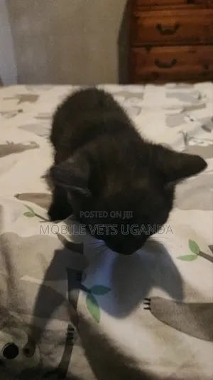 1-3 months Female Purebred American Wirehair