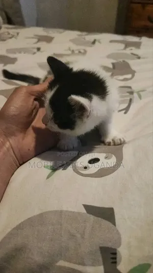 1-3 months Male Purebred Balinese
