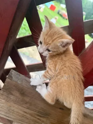 0-1 month Female Purebred American Shorthair