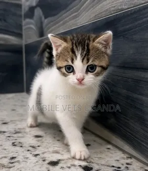 0-1 month Female Purebred Korat