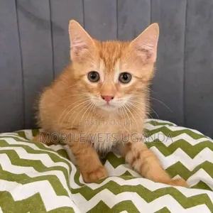 0-1 month Female Purebred Cymric