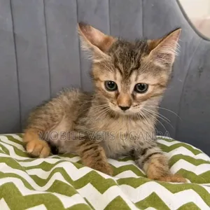 1-3 months Male Purebred Havana Brown