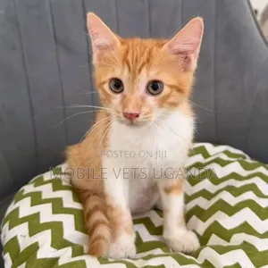 0-1 month Male Purebred Devon Rex