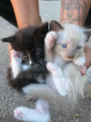0-1 month Female Purebred Tabby
