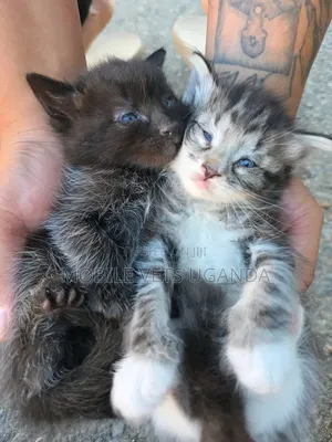 0-1 month Female Purebred Bombay