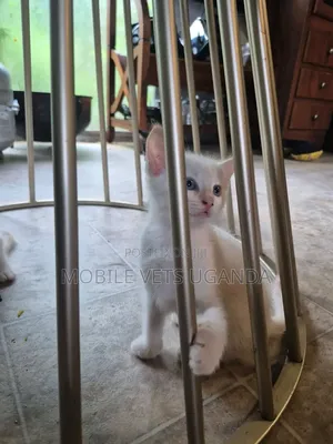 1-3 months Male Purebred Tonkinese