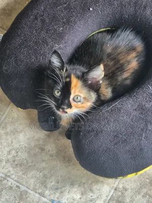 3-6 months Female Purebred Bombay