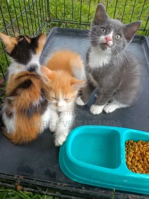 1-3 months Female Purebred Abyssinian