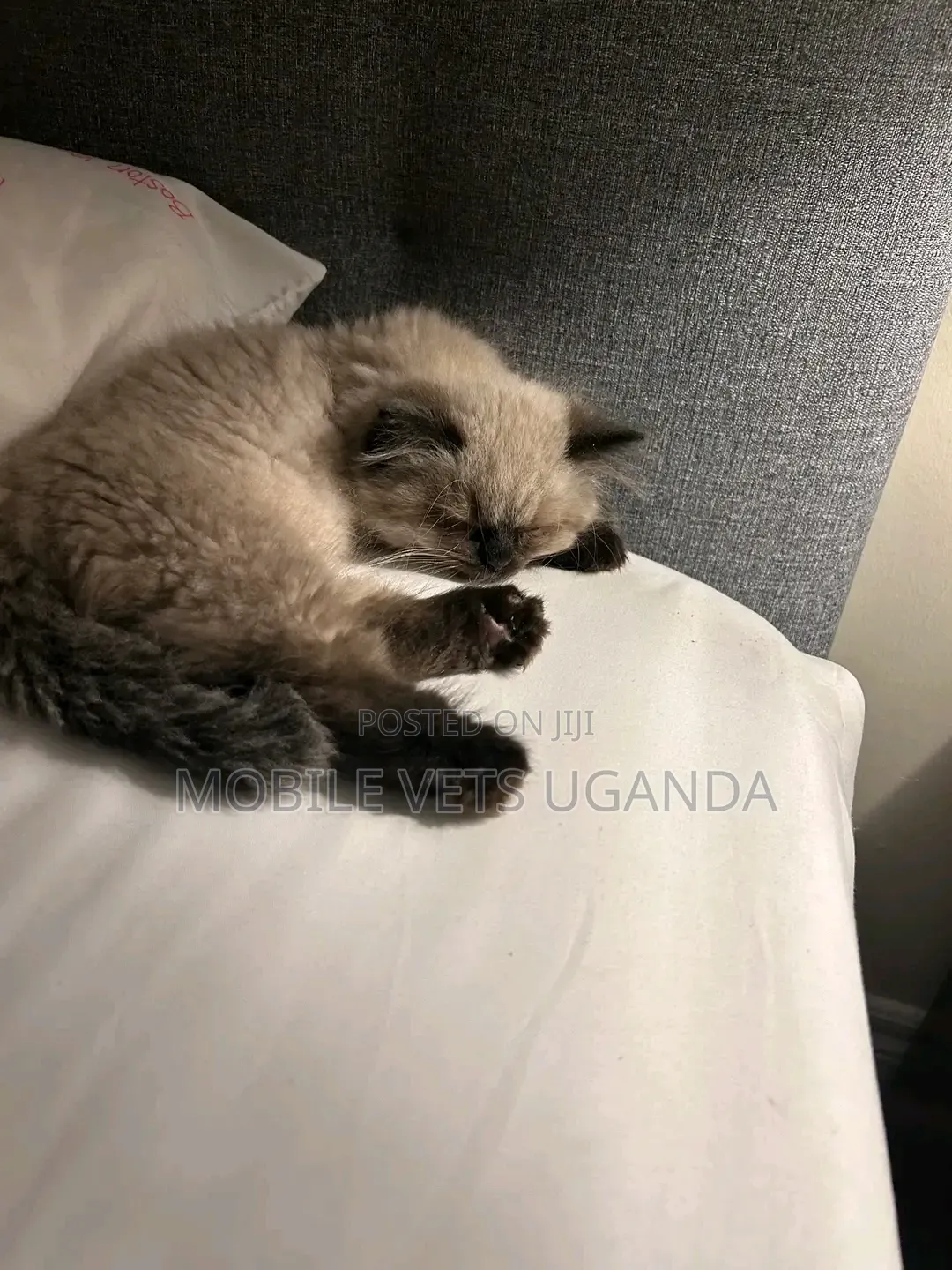 1-3 months Female Purebred Persian