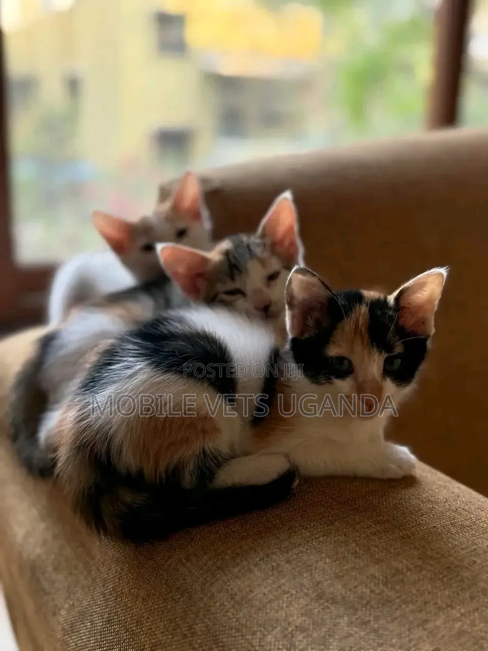 1-3 months Male Purebred Abyssinian