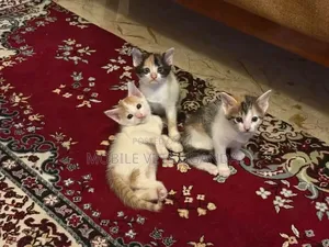 1-3 months Female Purebred Exotic