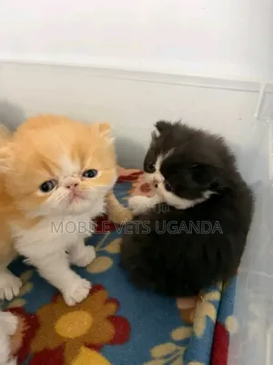 0-1 month Female Purebred Persian