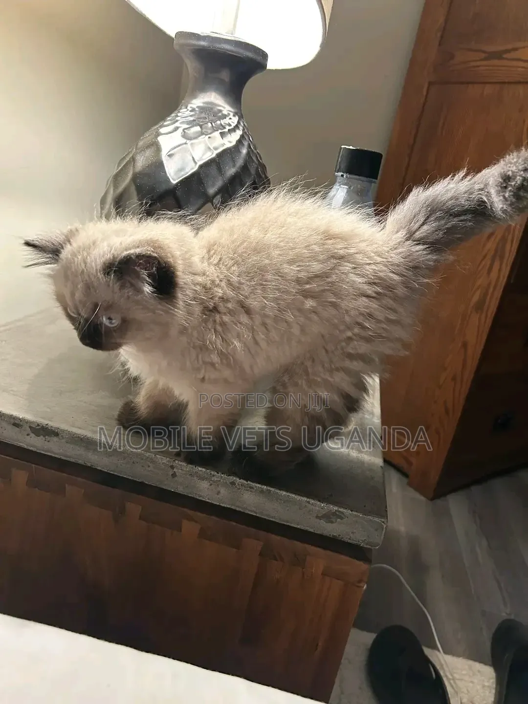 1-3 months Male Purebred Ragdoll