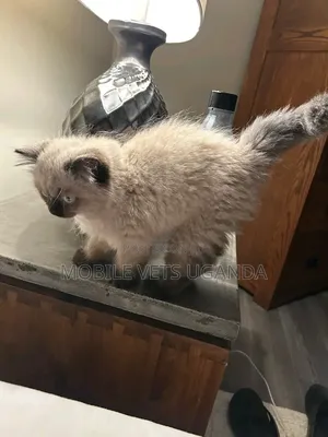 1-3 months Male Purebred Ragdoll