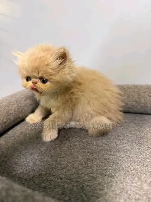 0-1 month Female Purebred Persian