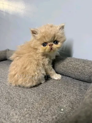 1-3 months Male Purebred Persian
