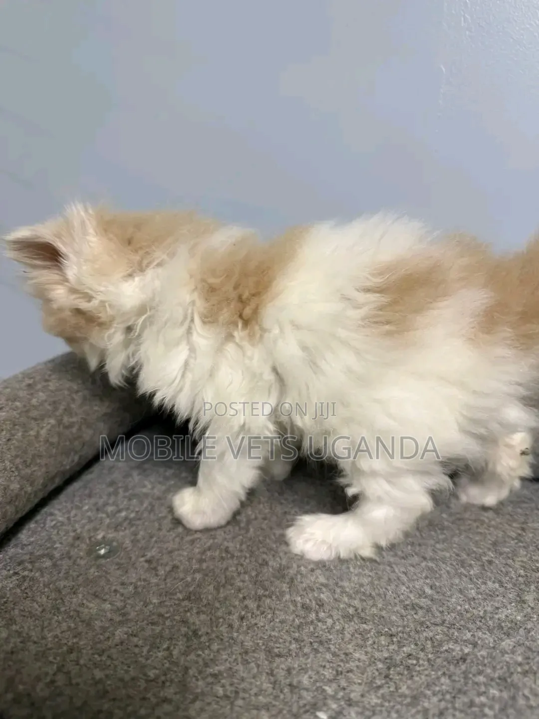 1-3 months Female Purebred Bombay