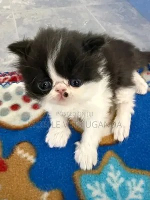 1-3 months Female Purebred Persian