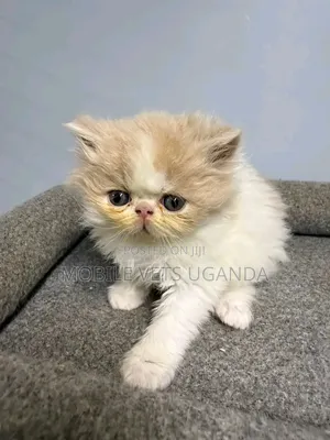 0-1 month Female Purebred Persian