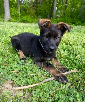 1-3 months Male Purebred German Shepherd