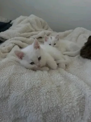1-3 months Male Purebred Tonkinese