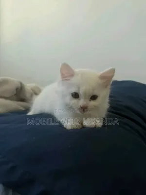 1-3 months Female Purebred Singapura