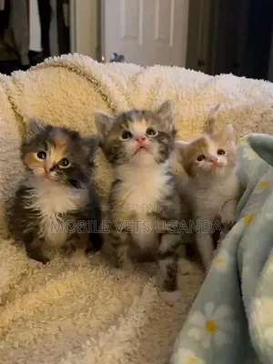 0-1 month Female Purebred Bengal