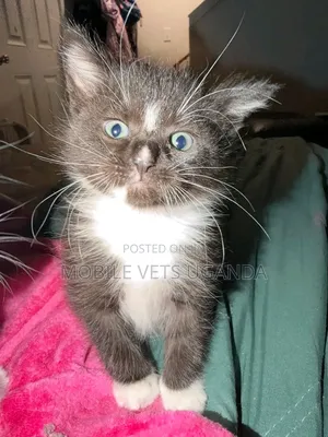 1-3 months Male Purebred Oriental