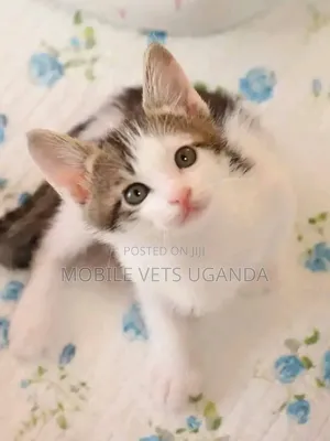 1-3 months Female Purebred American Bobtail