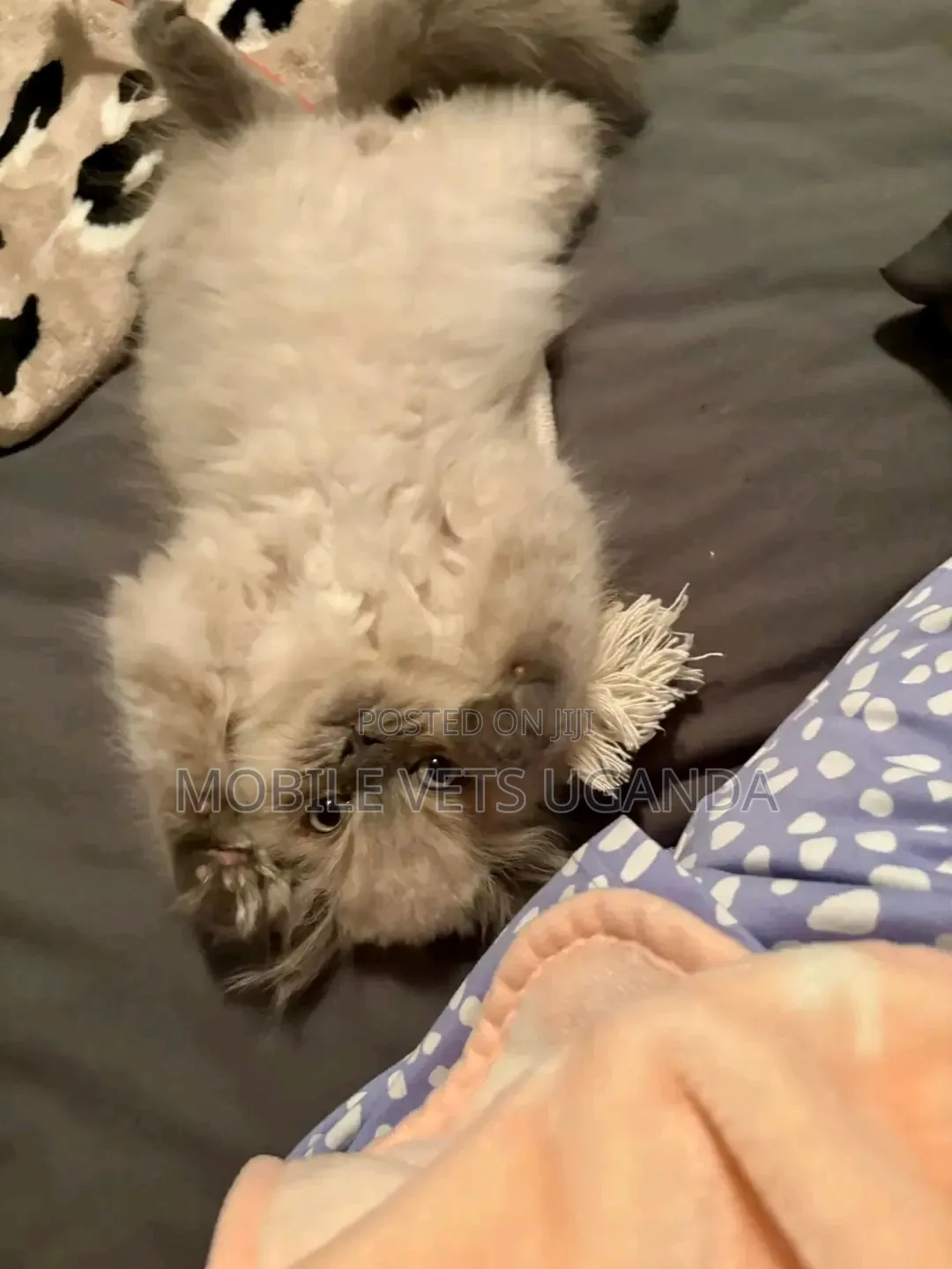 3-6 months Female Purebred Ragdoll
