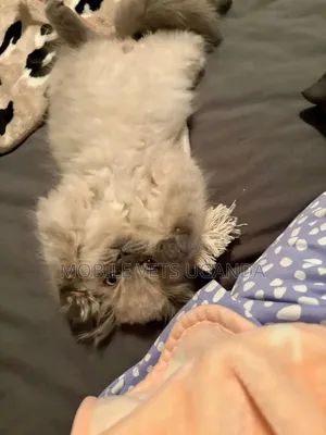 3-6 months Female Purebred Ragdoll