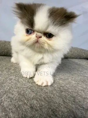 1-3 months Female Purebred Persian