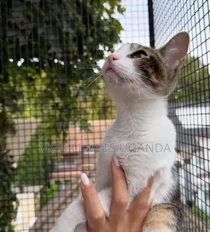 1-3 months Female Purebred Bengal