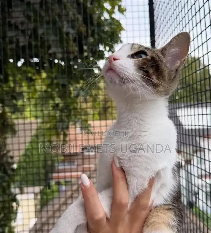 1-3 months Female Purebred Bengal