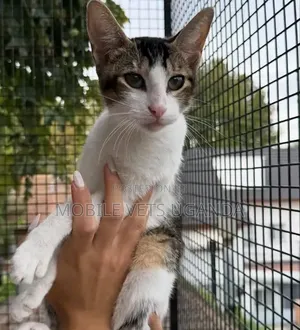 6-12 months Female Purebred American Shorthair