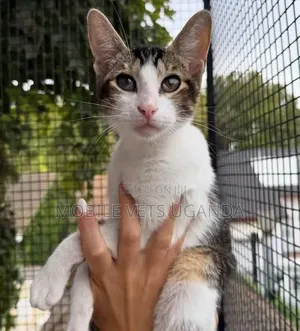 6-12 months Male Purebred Bengal