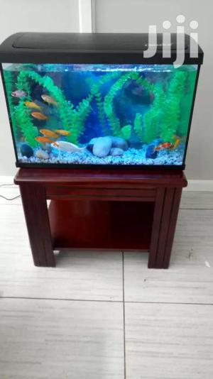 A Coffee Brown Aquarium