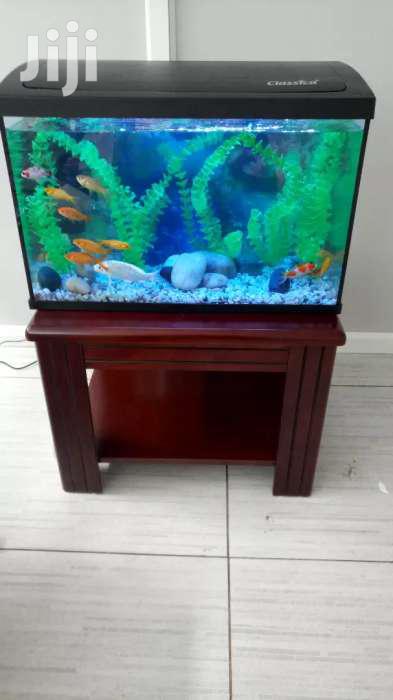 A Coffee Brown Aquarium
