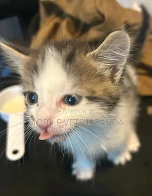 1-3 months Male Purebred American Wirehair