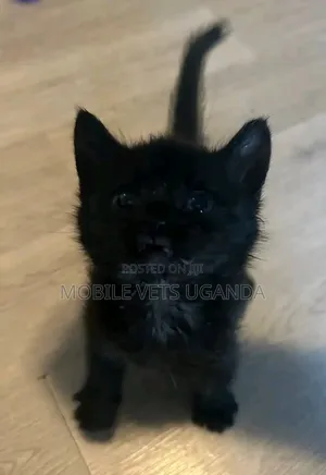 1-3 months Female Purebred Oriental