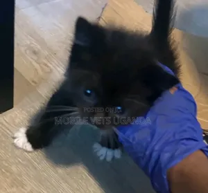 1-3 months Male Purebred Scottish Fold